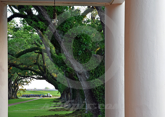 OAK ALLEY #129 (Vacherie LA)