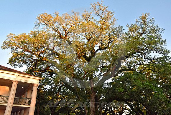 OAK ALLEY #130 (Vacherie LA)