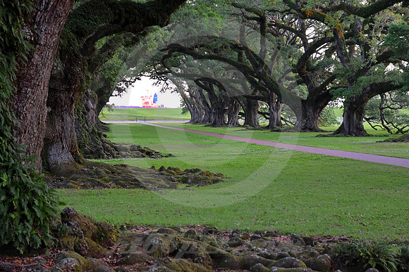 OAK ALLEY #136 (Vacherie LA)