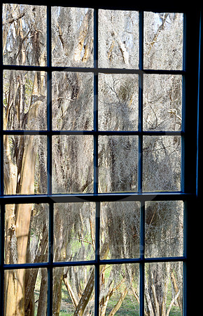 MOUNT LOCUST #3 (Natchez Trace nr Fayette MS)
