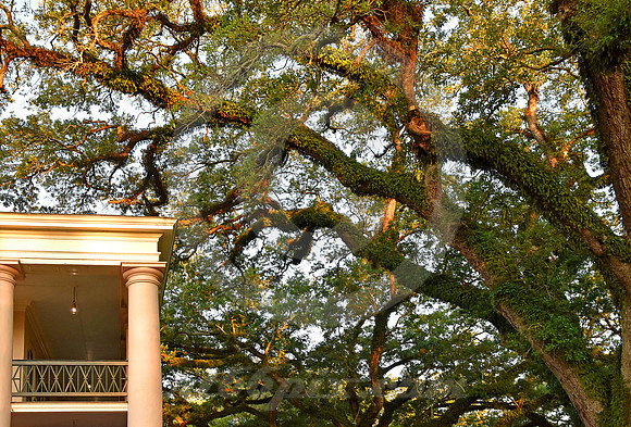OAK ALLEY #139 (Vacherie LA)