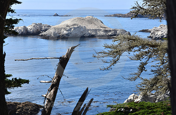 CALIFORNIA STYLE #337 (nr Monterey CA)