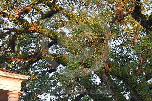 OAK ALLEY #142 (Vacherie LA)