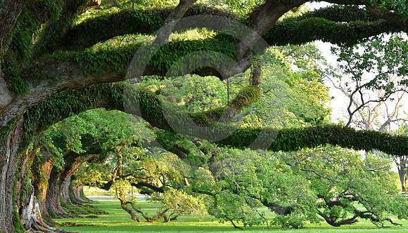 OAK ALLEY #140 (Vacherie LA)