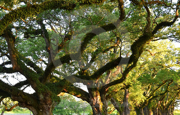 OAK ALLEY #143 (Vacherie LA)
