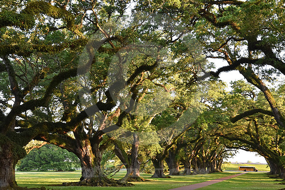 OAK ALLEY #144 (Vacherie LA)