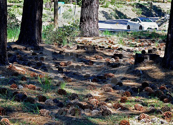 MOUNTAIN PINES #4 (Lincoln Highway nr South Lake Tahoe CA)
