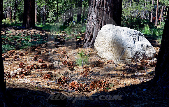 MOUNTAIN PINES #6 (Lincoln Highway nr South Lake Tahoe CA)