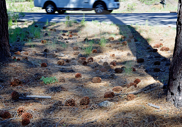 MOUNTAIN PINES #5 (Lincoln Highway nr South Lake Tahoe CA)