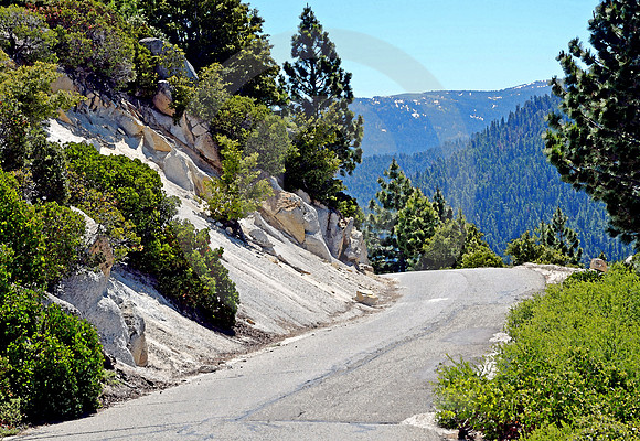 MOUNTAIN PINES #13 (Lincoln Highway nr South Lake Tahoe CA)