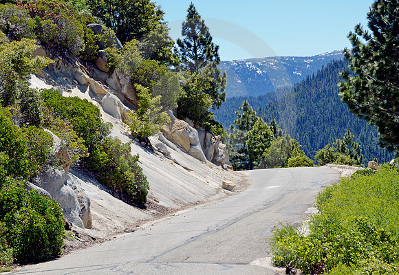 MOUNTAIN PINES #12 (Lincoln Highway nr South Lake Tahoe CA)