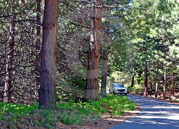 MOUNTAIN PINES #15 (Lincoln Highway nr South Lake Tahoe CA)