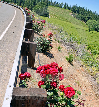 ROSES & GUARDRAIL (Lincoln HIghway nr Applegate CA)