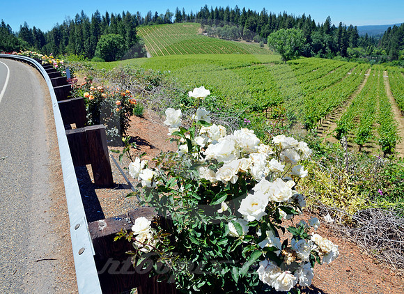 ROSES & ORCHARD (Lincoln Highway nr Applegate CA)