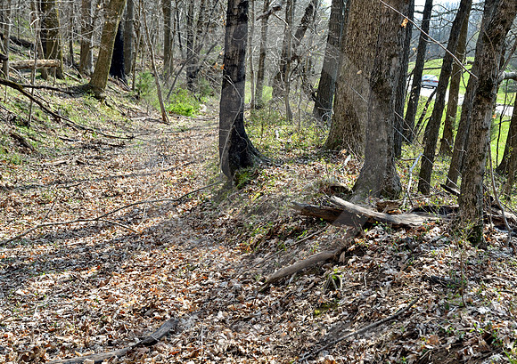 OLD TRACE #1 (Natchez Trace nr Leipers Fork TN)