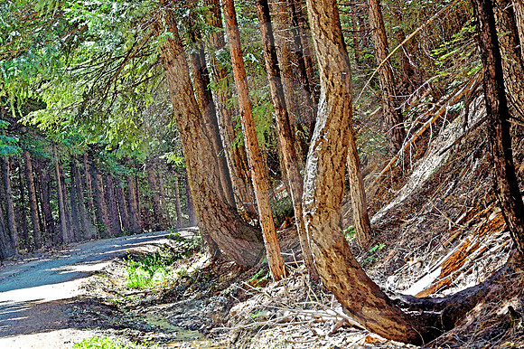 U-TURN (Lincoln Highway nr Dutch Flat CA)