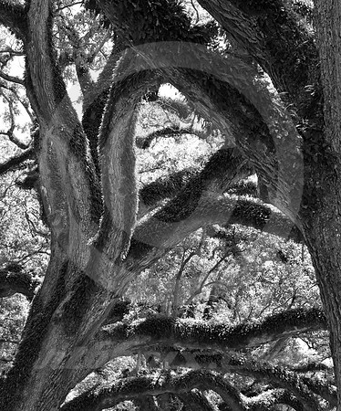 OAK ALLEY #150 (Vacherie LA)