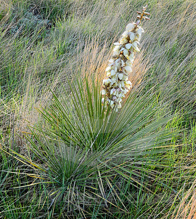 MITCHELL PASS #4 (Gering NE)