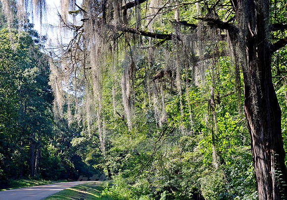SPANISH MOSS #3 (Natchez Trace nr Natchez MS)