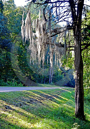 SPANISH MOSS #2 (Natchez Trace nr Natchez MS)