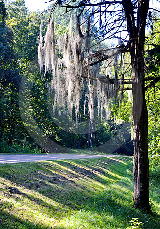 SPANISH MOSS #1 (Natchez Trace nr Natchez MS)