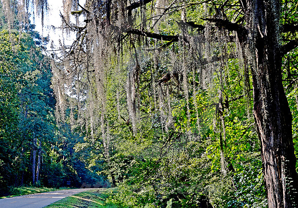 SPANISH MOSS #4 (Natchez Trace nr Natchez MS)