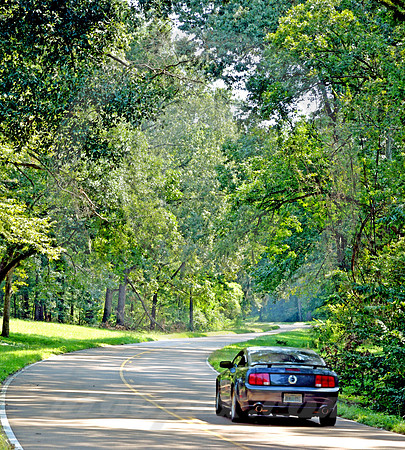 NORTHBOUND MUSTANG (Natchez Trace nr Port Gibson MS)