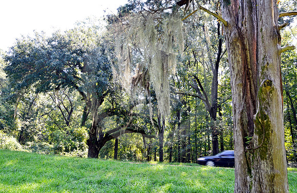 SPANISH MOSS #5 (Natchez Trace nr Natchez MS)