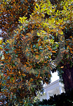 NATCHEZ #77 (Natchez Trace Natchez MS)