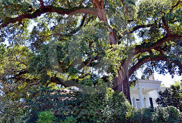 NATCHEZ #78 (Natchez Trace Natchez MS)