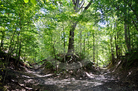 SUNKEN TRACE #6 (Natchez Trace nr Port Gibson MS)