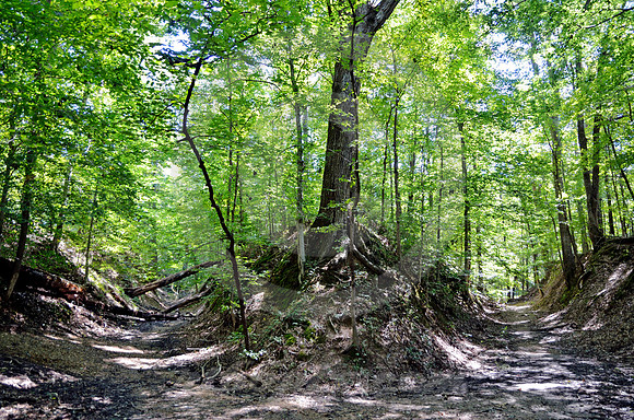 SUNKEN TRACE #4 (Natchez Trace nr Port Gibson MS)