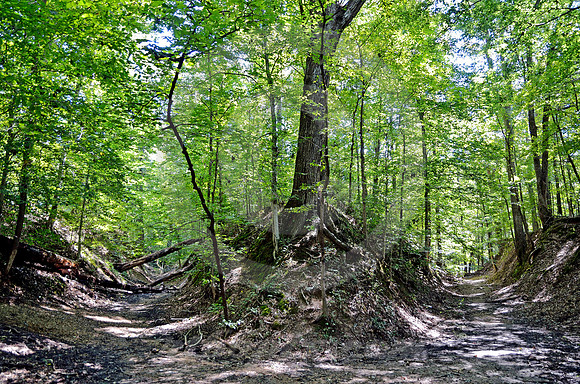 SUNKEN TRACE #5 (Natchez Trace nr Port Gibson MS)