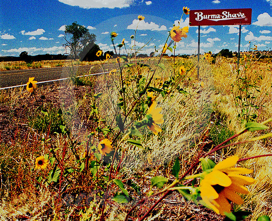 BURMA-SHAVE AND WILDFLOWERS (Rt 66 nr Seligman AZ)