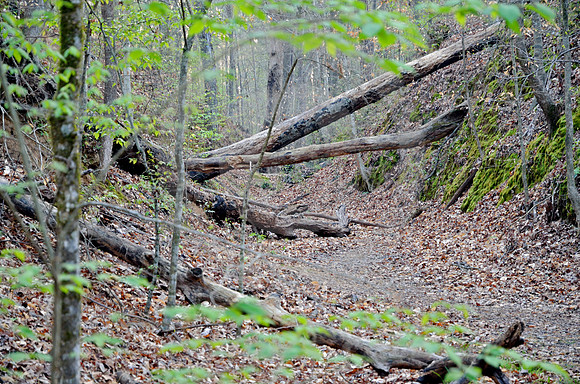 SUNKEN TRACE #7 (Natchez Trace nr Port Gibson MS)