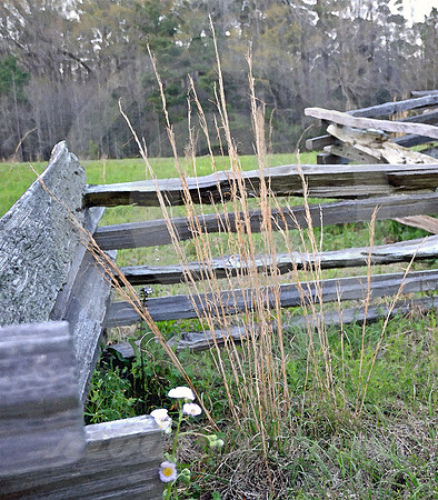 NATIVE GRASS (Natchez Trace nr Natchez MS)