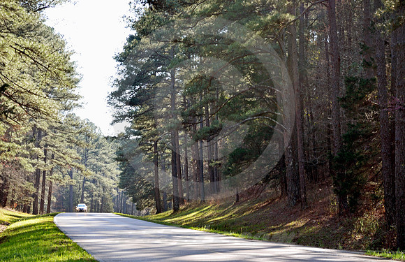 DAPPLED SUNLIGHT (Natchez Trace nr French Camp MS)