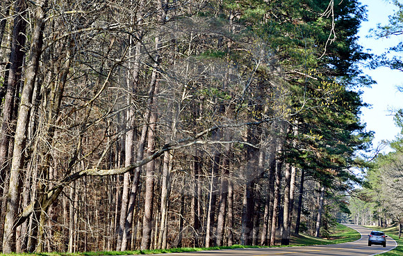 FOREST CURVE (Natchez Trace nr Kosciusko MS)