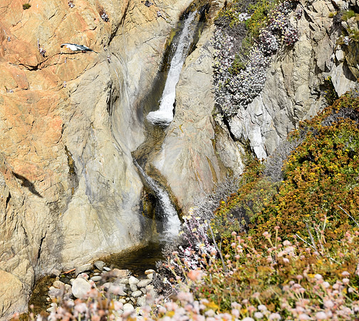 SEAGULL #2 (Pacific Coast Highway nr Monterey CA)