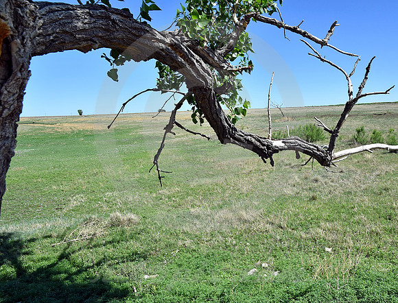 CHARLIE'S RUTS #3 (nr Lakin KS)