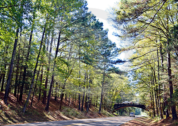 TREE CANOPY & BRIDGE (Natchez Trace nr Kosciusko MS)