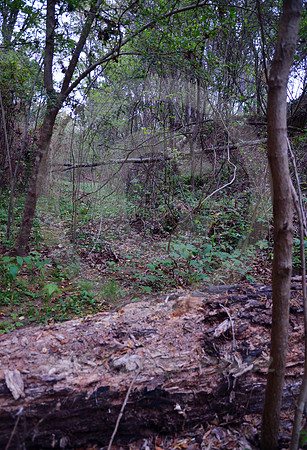 DECAYING LOG (Natchez Trace nr Natchez MS)