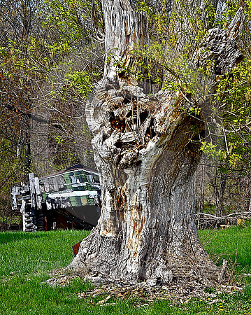 TREE & COLLAPSING CABIN (Lincoln Highway nr Benton IN)