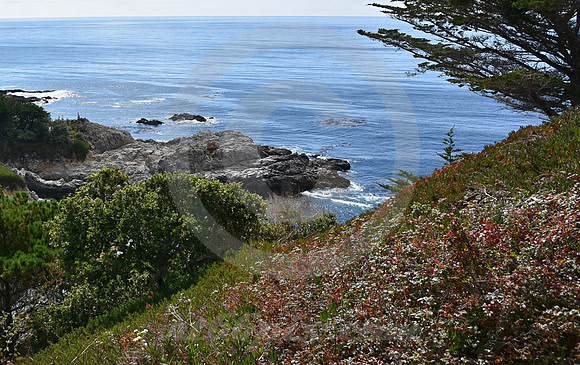 CALIFORNIA STYLE #342 (nr Monterey CA)