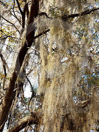 SPANISH MOSS #6 (Natchez Trace nr Natchez MS)