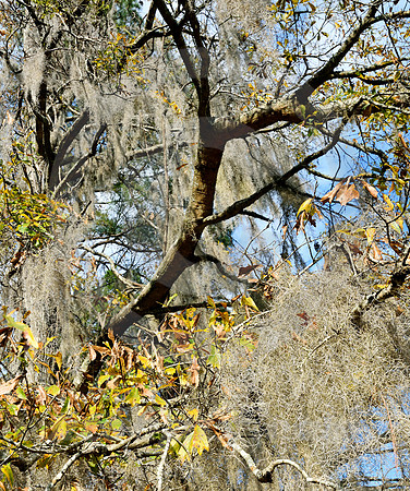 SPANISH MOSS #7 (Natchez Trace nr Natchez MS)