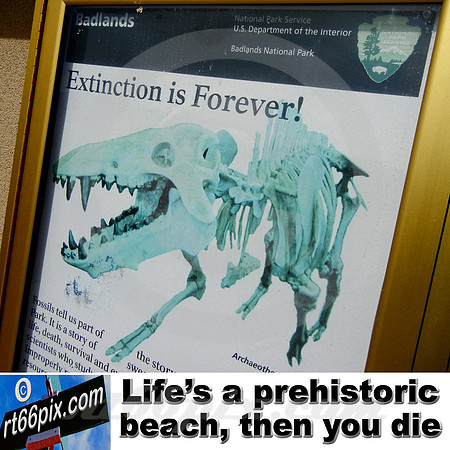 Life's a prehistoric beach, then you die