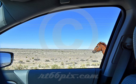 RE-RIDE #231 (Oregon Trail WY)
