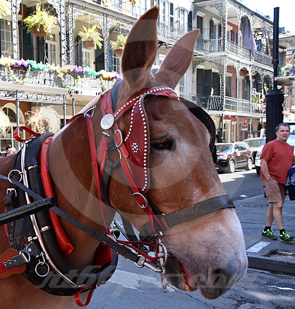 MARDI GRAS #363 (New Orleans LA)