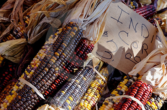INDIAN CORN (Erie Canal Palatine Bridge NY)